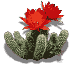 Echinopsis Chamacereus XL