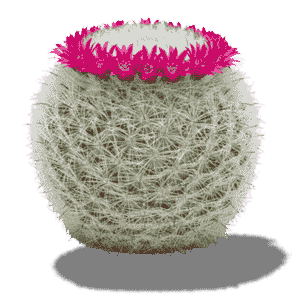 Mammillaria Hahniana 10.5