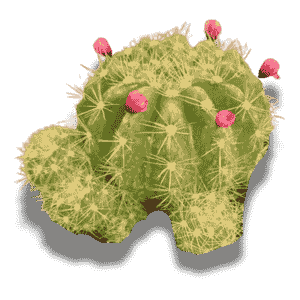 Echinopsis Tubiflora