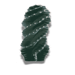 Cereus Forbesii Spiralis XL
