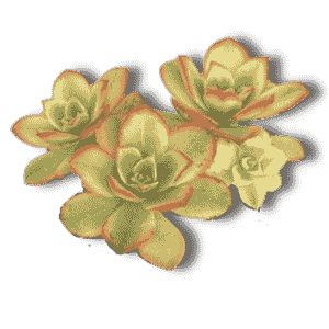 Aeonium Decorum Variegatum