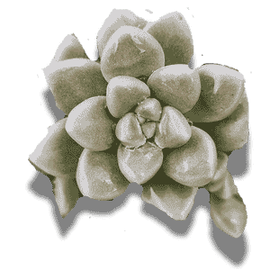Graptopetalum Mendozae