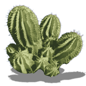 Euphorbia Polygona XL