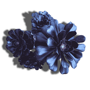Aeonium Zwartkop