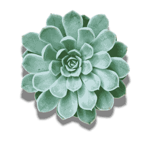 Echeveria Elegans