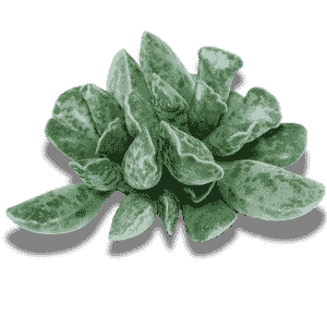 Adromischus Cooperi