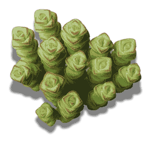 Crassula Rupetris