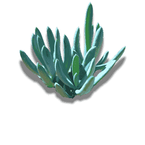 Curio Repens