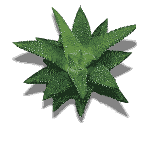Hawortiopsis Attenuata Varİegata Radula