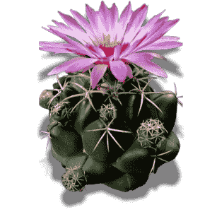 Coryphantha Elephantidens