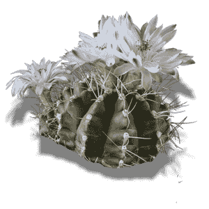 Gymnocalycium Anisitsii