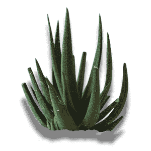 Alworthia Black Gem