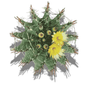 Ferocactus Emoryi