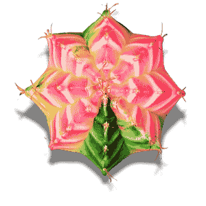 Gymnocalycium Variegata Rainbow