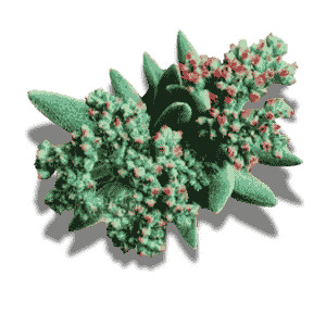 Crassula Mesembryanthoides Hispida