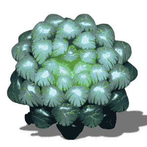 Haworthia Cooperi Variegata Truncata