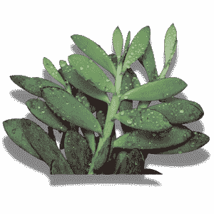 Senecio Crassissimus