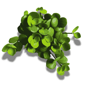 Peperomia Hope