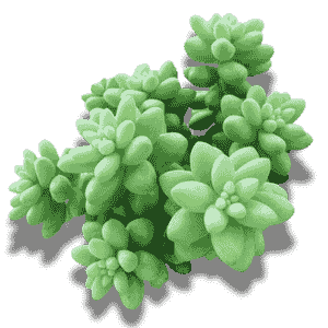 Sedum Burrito