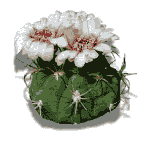 Gymnocalycium Saglionis