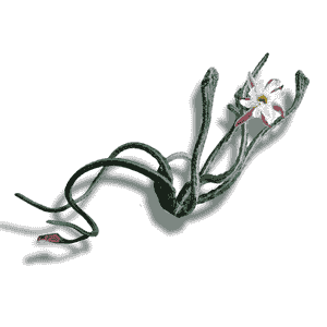 Senecio Pendilus