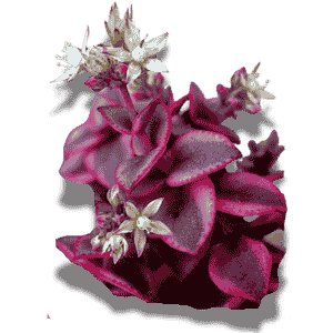 Crassula Pellucida