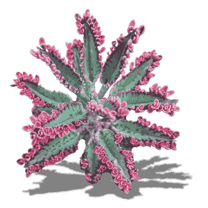 Kalanchoe Pink Butterflies