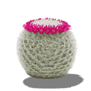 Mammillaria Hahniana