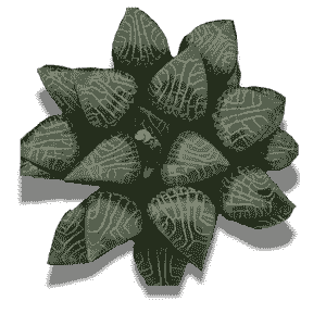 Haworthia Emalyae variegata Comptoniana