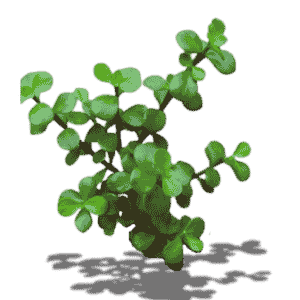 Portulacaria Afra