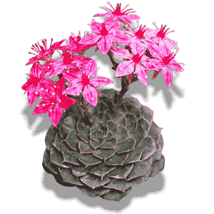 Graptopetalum Bellum